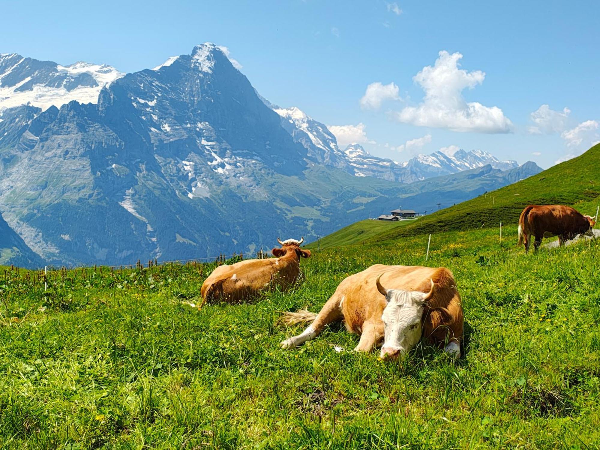 Chalet Schwendiboden Grindelwald Ngoại thất bức ảnh